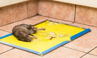 Reusable Expert Catch Mouse & Rat Glue Catch Trap